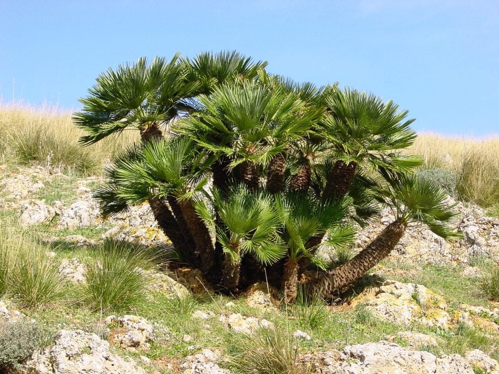 plantas perennes de exterior palmito