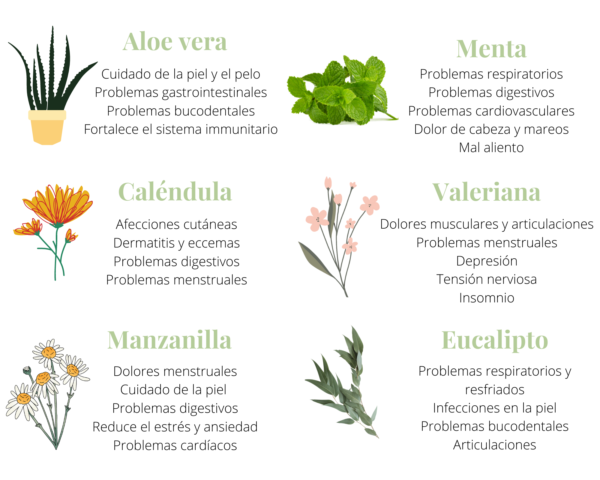 Exponer los beneficios de las plantas medicinales