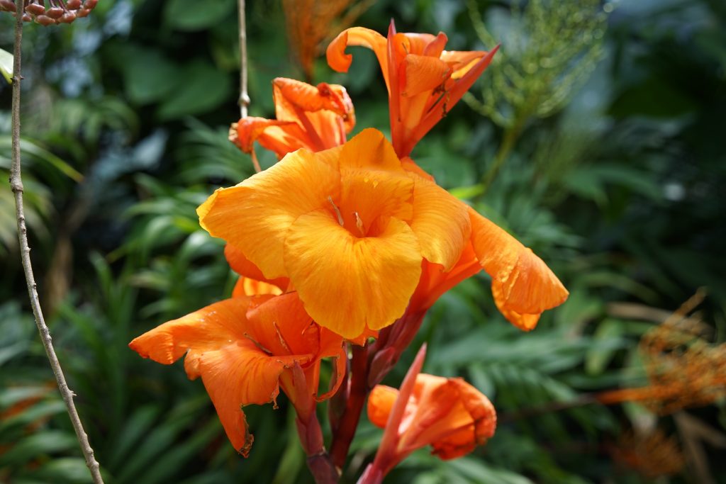 Imagen en primer plano de una la flor canna.