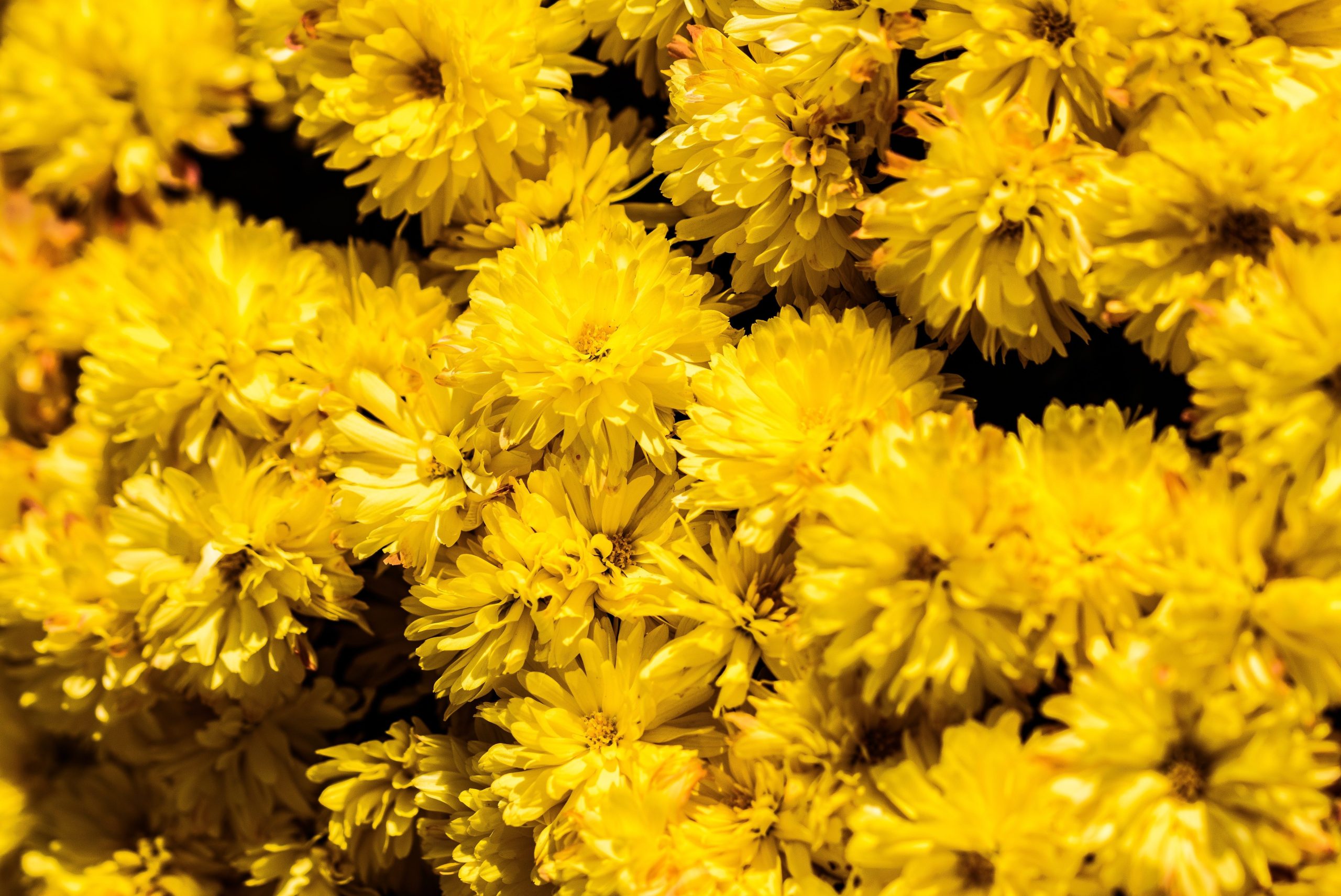 Emociones que transmiten las flores amarillas
