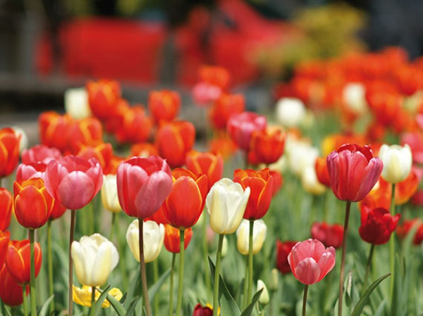 tulipanes coloridos