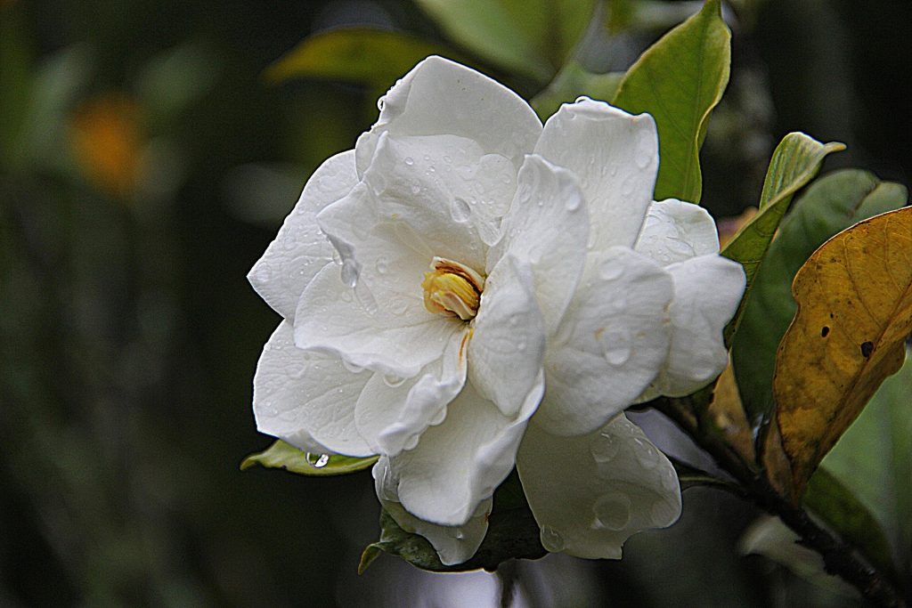 Fotografía gardenia