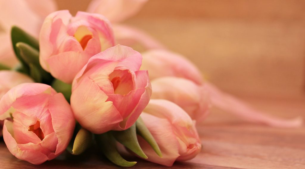 Fotografía tulipanes