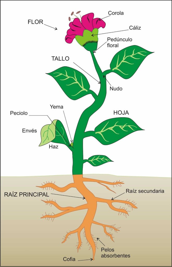 Imagen con un dibujo sencillo de una planta representativa para entender y ver las diferentes partes de una planta. 