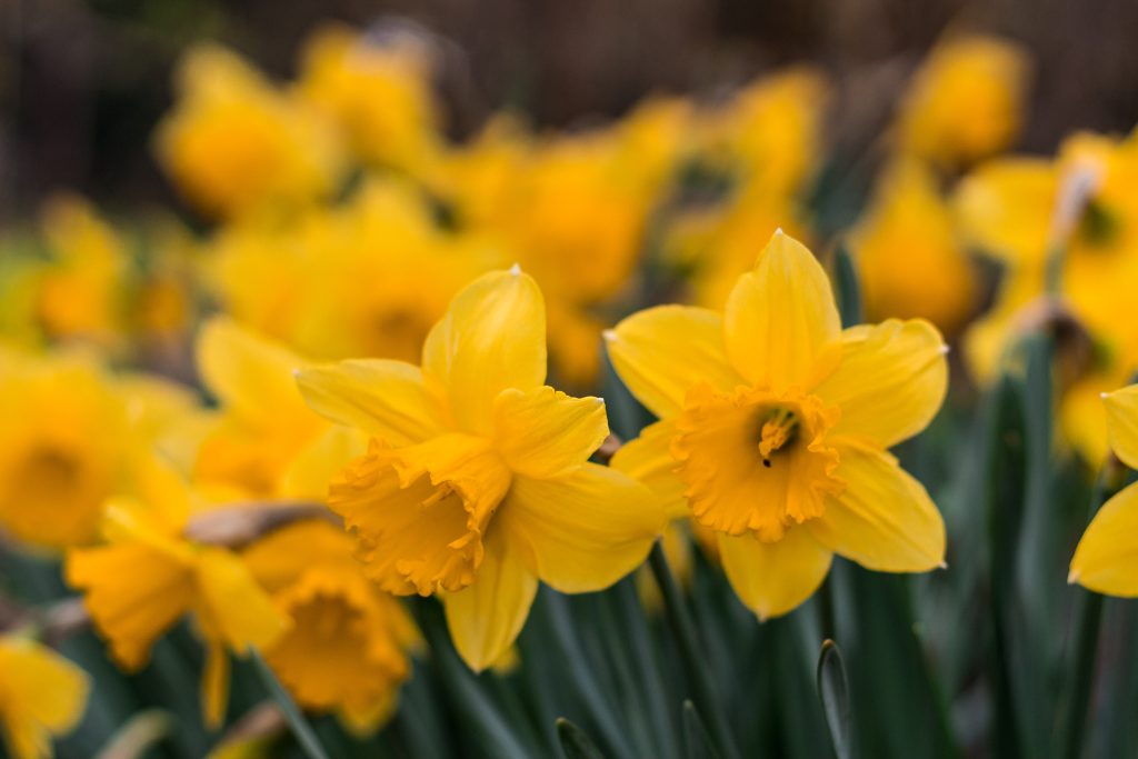 Narciso, flor primaveral en España
