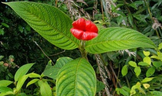 La planta con labios de mujer con sus hojas. 