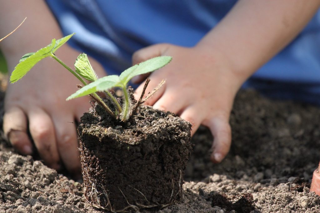 En la imagen aparece un niño jugando con un montículo de tierra que contiene el brote de una planta. Sirve para reflejar la simpleza y resistencia de las plantas que suelen haber en los jardines sostenibles.